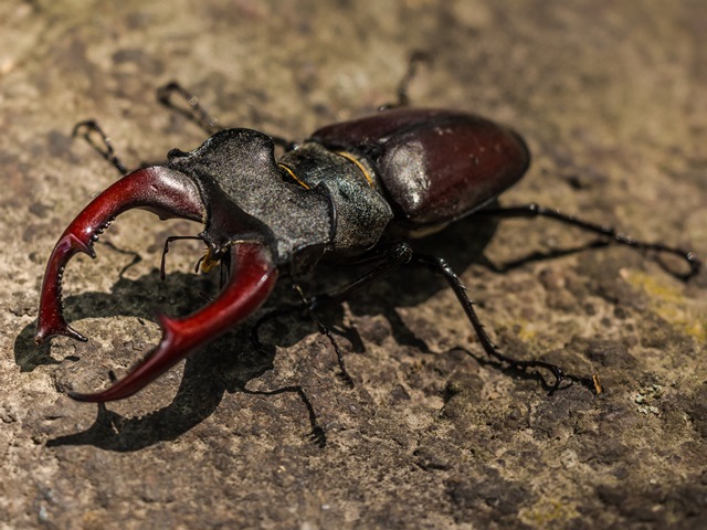 Stag beetle